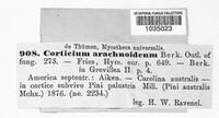Athelia arachnoidea image